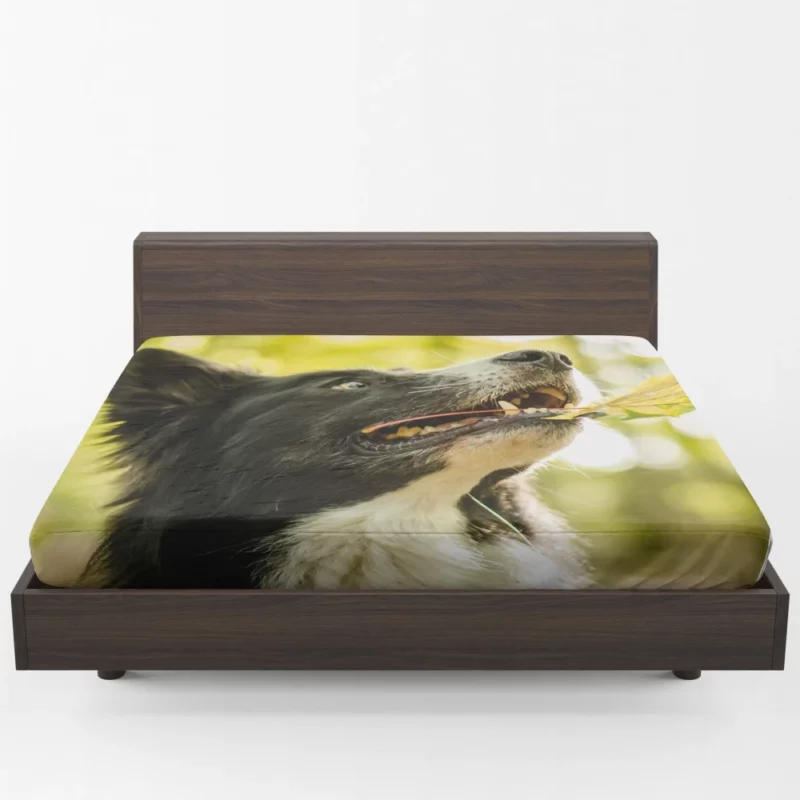 Border Collie in Autumn Nature Joy Fitted Sheet