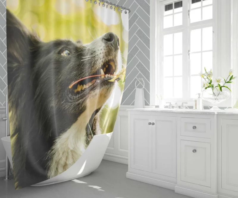 Border Collie in Autumn Nature Joy Shower Curtain 1