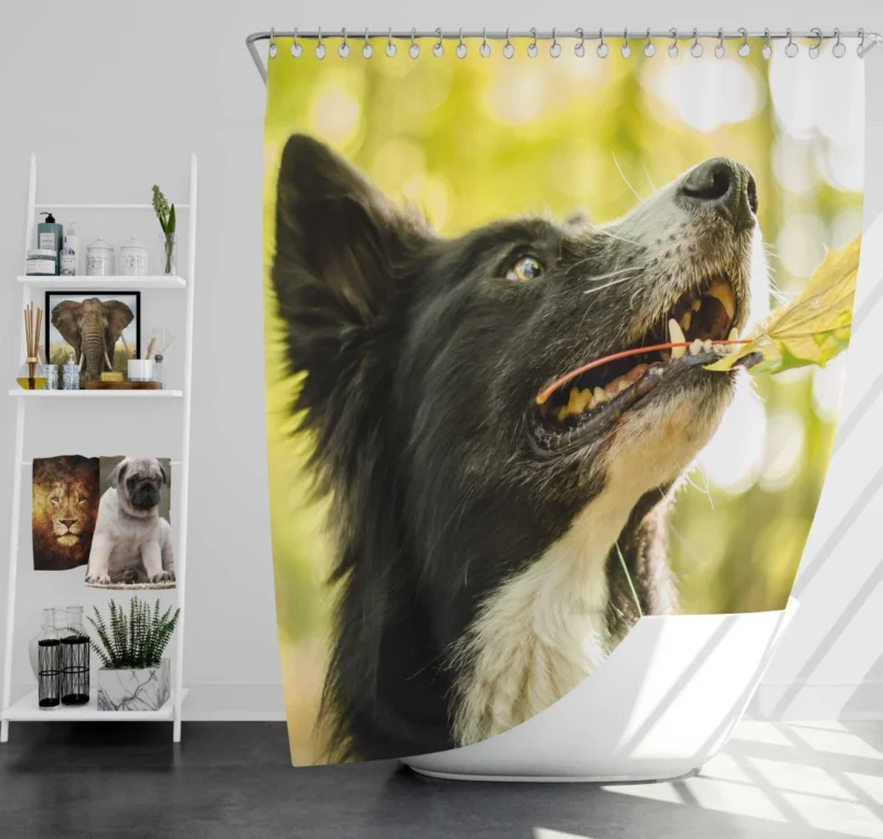 Border Collie in Autumn Nature Joy Shower Curtain