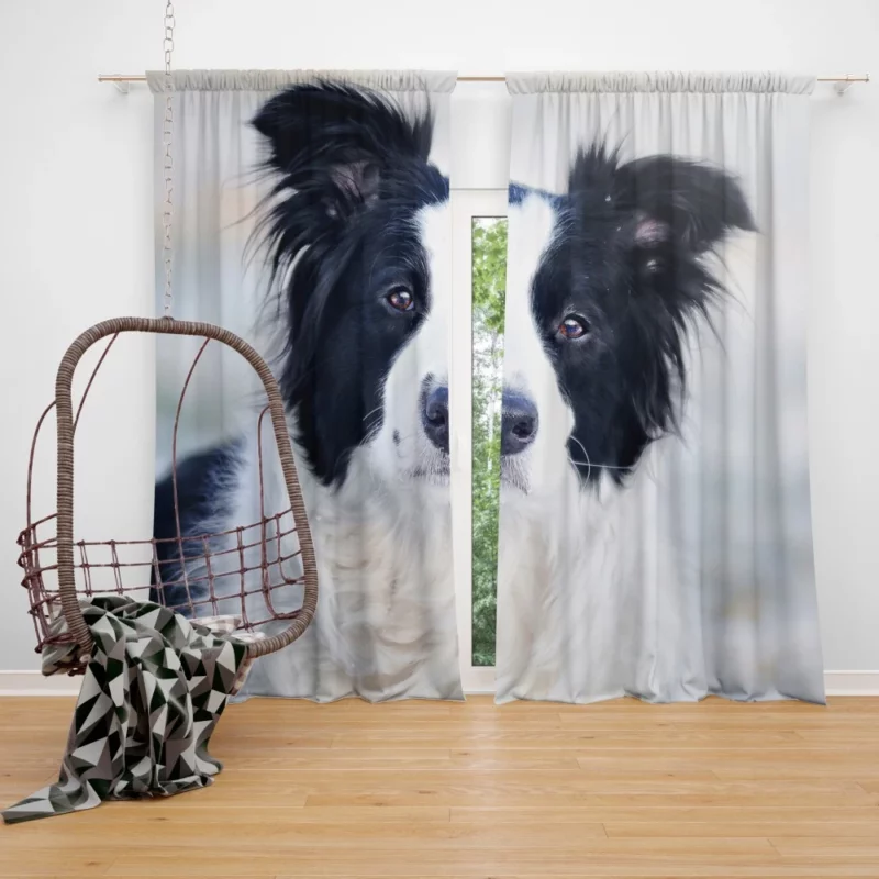 Border Collie in Bokeh Playful Elegance Curtain