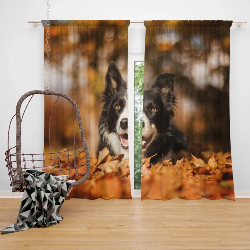 Border Collie in Fall Delight Curtain