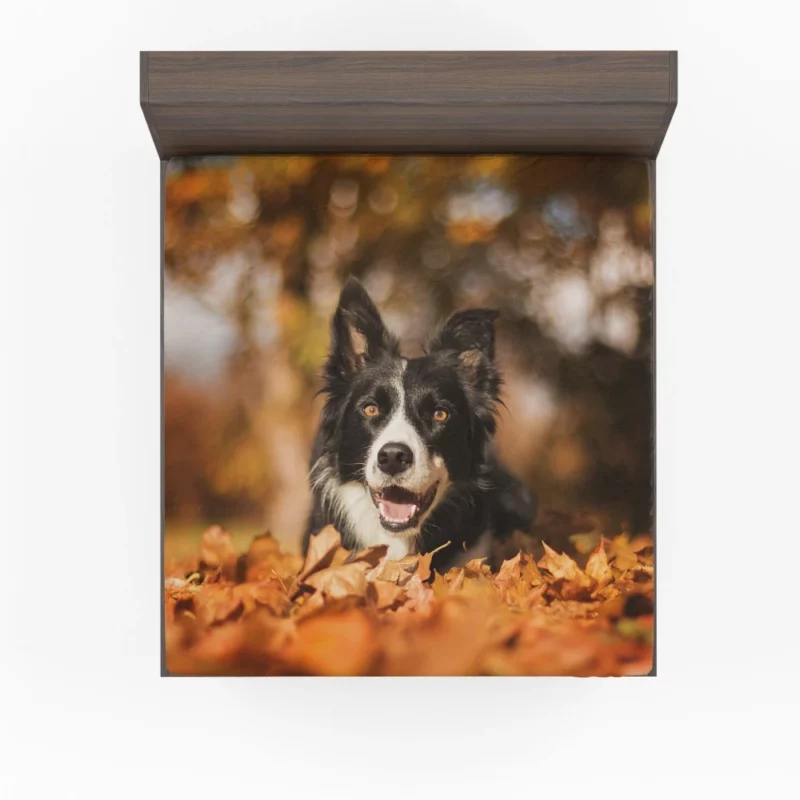 Border Collie in Fall Delight Fitted Sheet 1