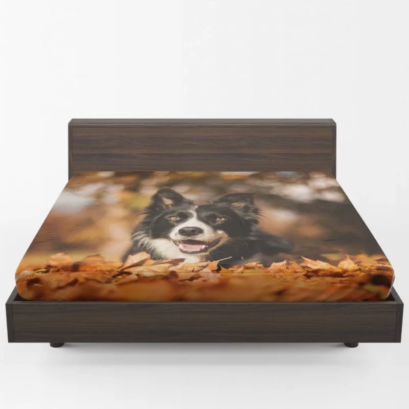 Border Collie in Fall Delight Fitted Sheet