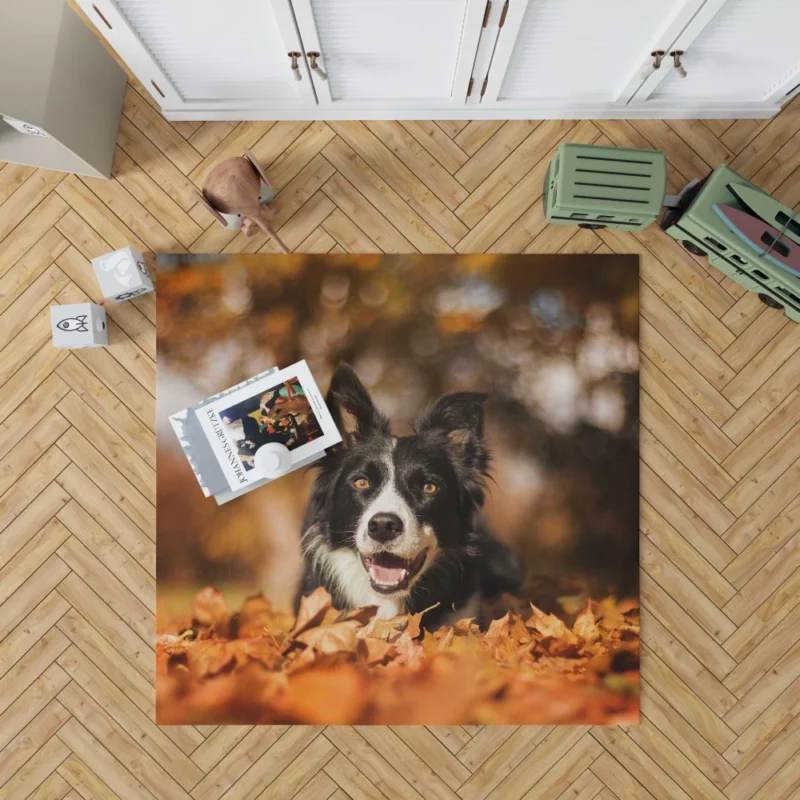 Border Collie in Fall Delight Rug