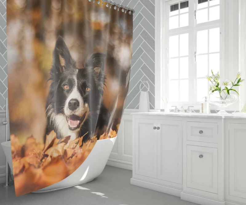 Border Collie in Fall Delight Shower Curtain 1