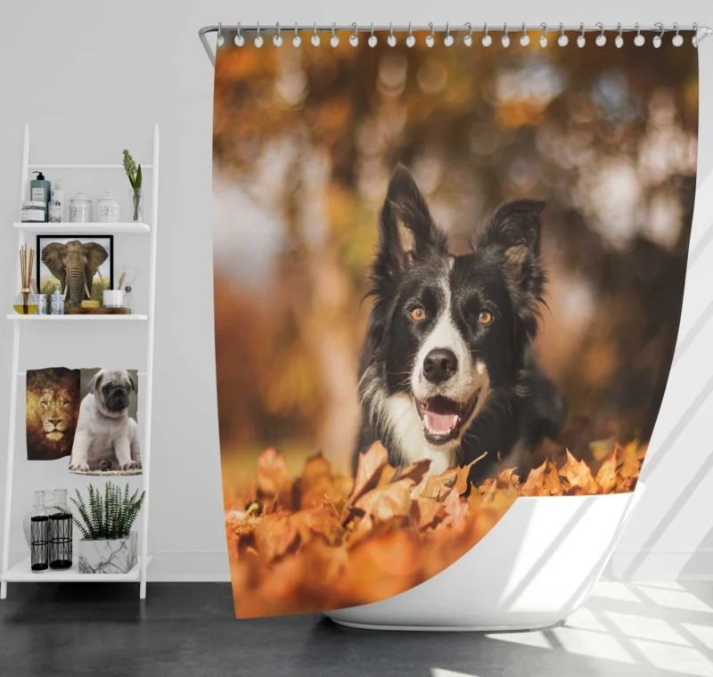 Border Collie in Fall Delight Shower Curtain