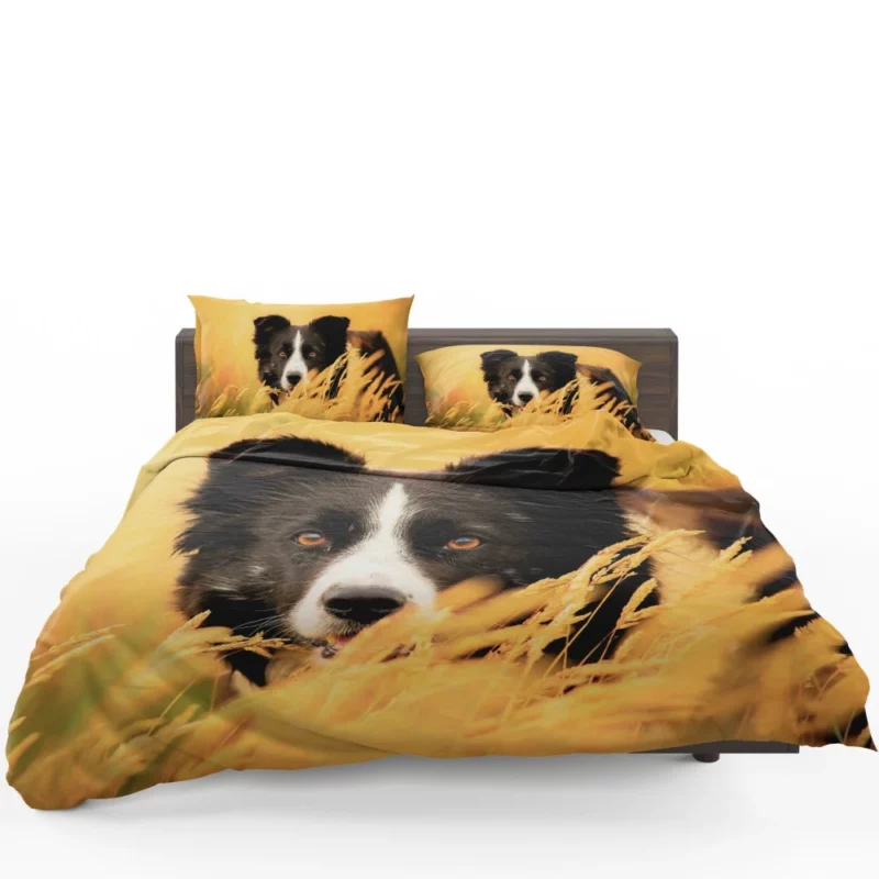 Border Collie in Golden Wheat Field Bedding Set