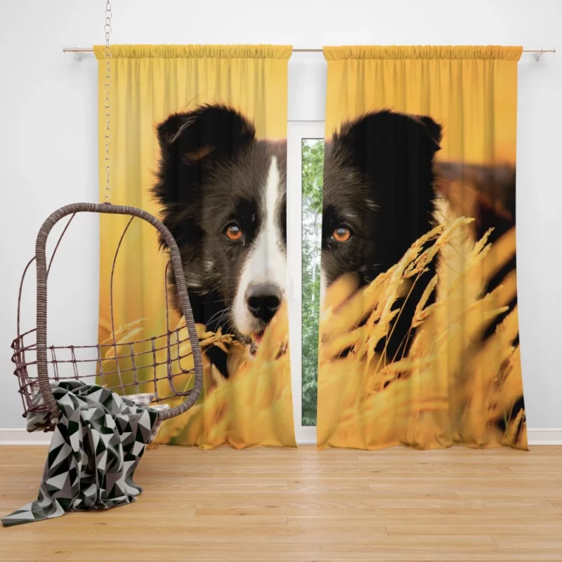 Border Collie in Golden Wheat Field Curtain