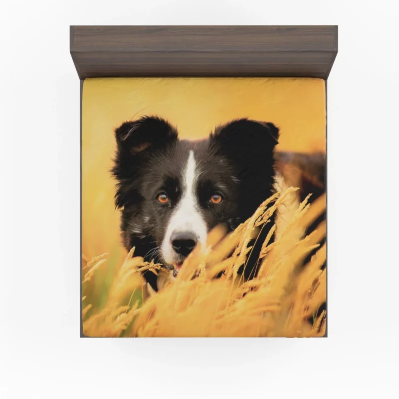 Border Collie in Golden Wheat Field Fitted Sheet 1