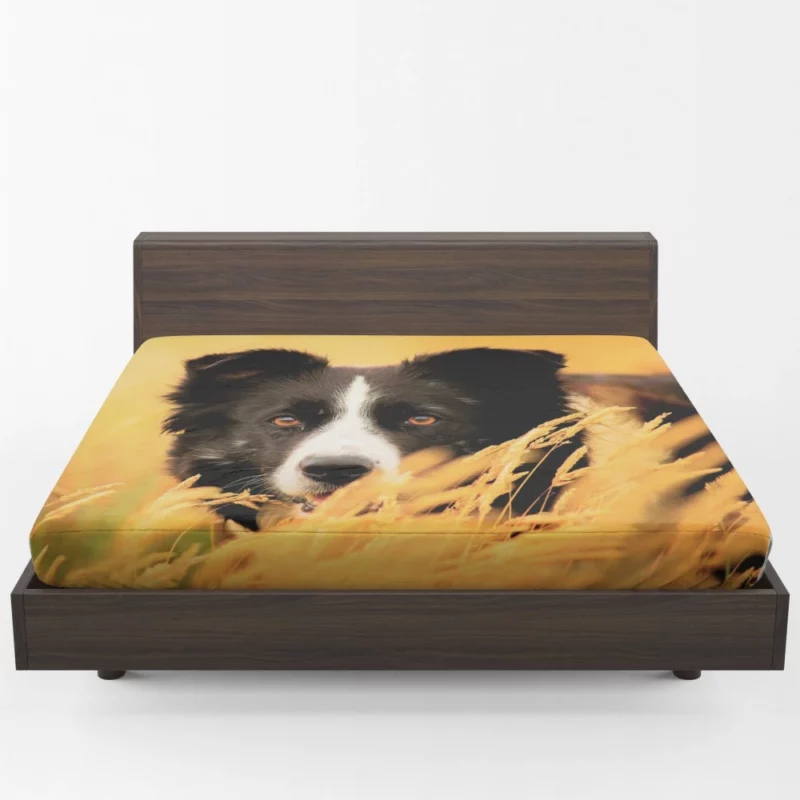 Border Collie in Golden Wheat Field Fitted Sheet