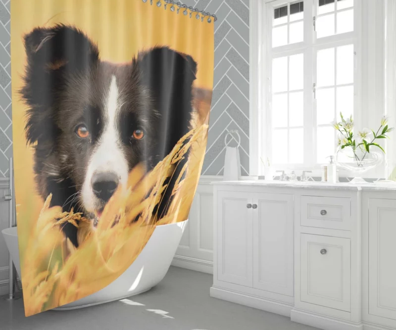 Border Collie in Golden Wheat Field Shower Curtain 1