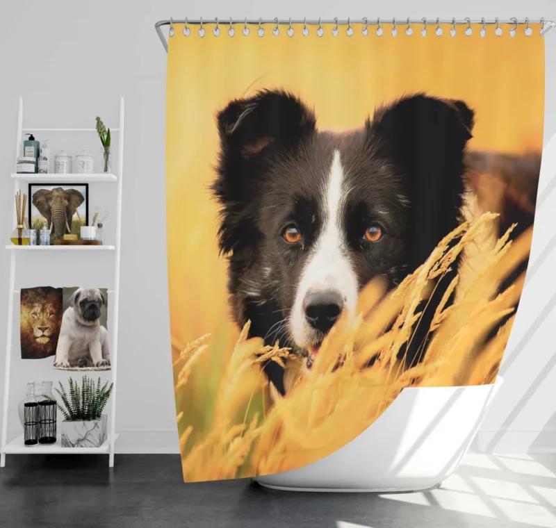 Border Collie in Golden Wheat Field Shower Curtain