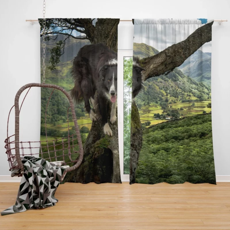 Border Collie in Nature Valley Curtain