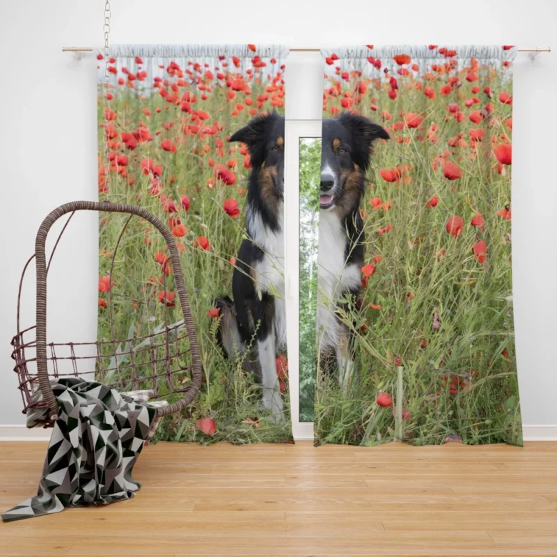 Border Collie in Poppy Field Furry Charm Curtain