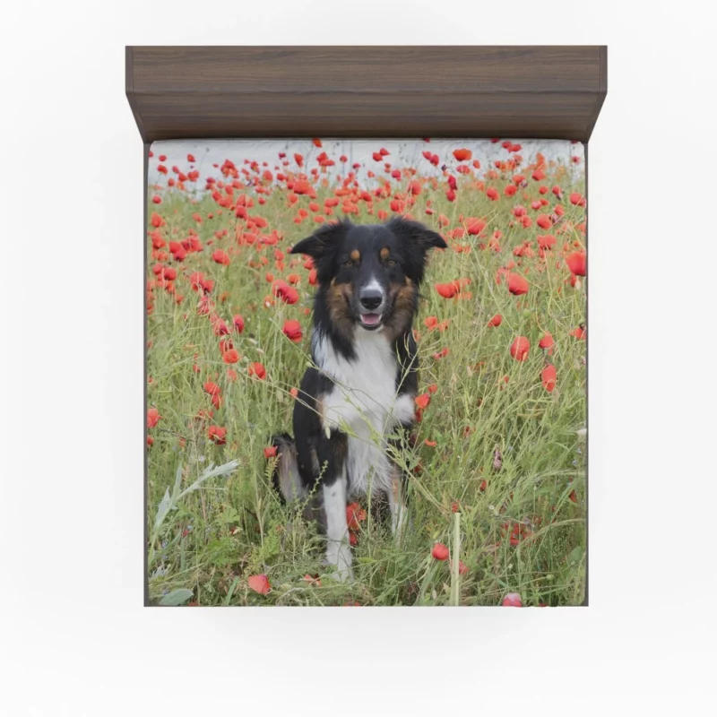 Border Collie in Poppy Field Furry Charm Fitted Sheet 1