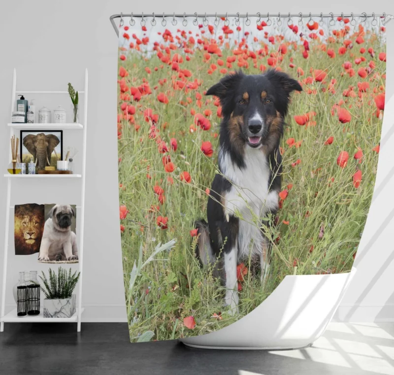 Border Collie in Poppy Field Furry Charm Shower Curtain