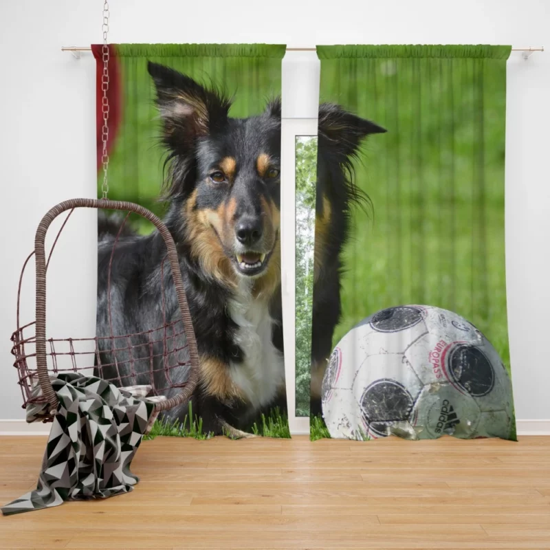 Border Collie with Ball Energetic Play Curtain