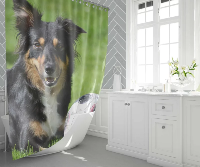 Border Collie with Ball Energetic Play Shower Curtain 1