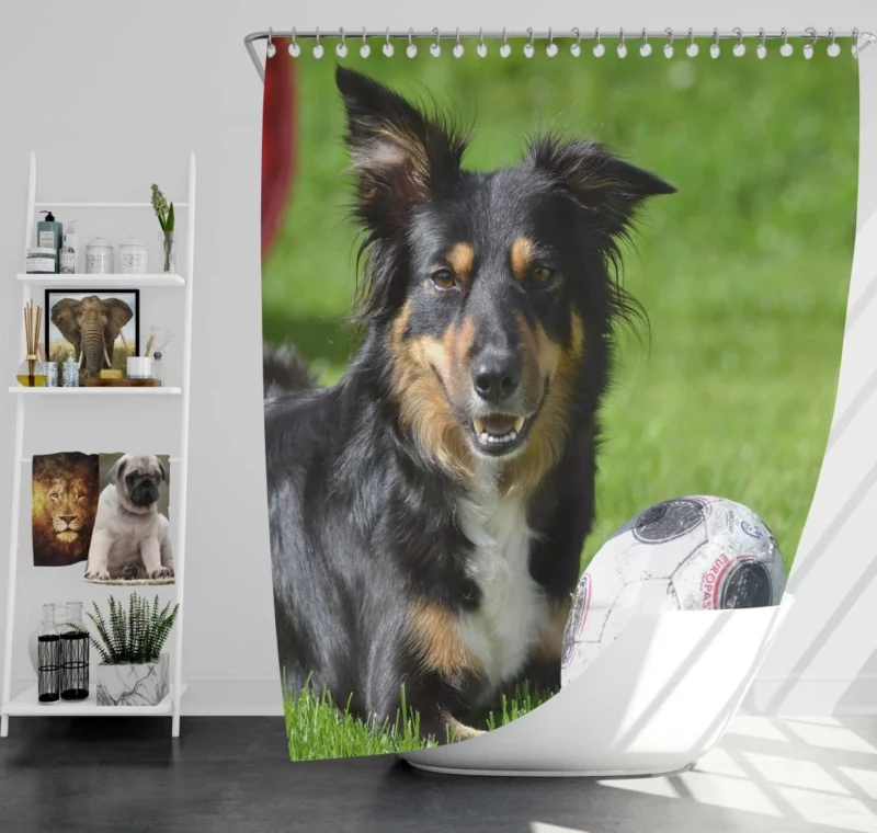 Border Collie with Ball Energetic Play Shower Curtain