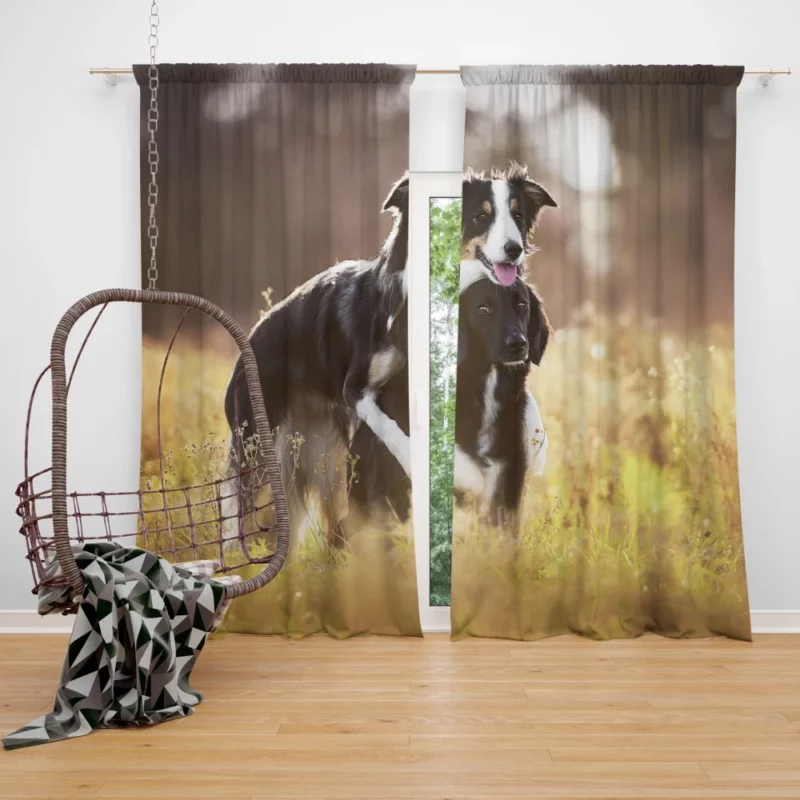 Border Collies in Unity Dynamic Duo Curtain