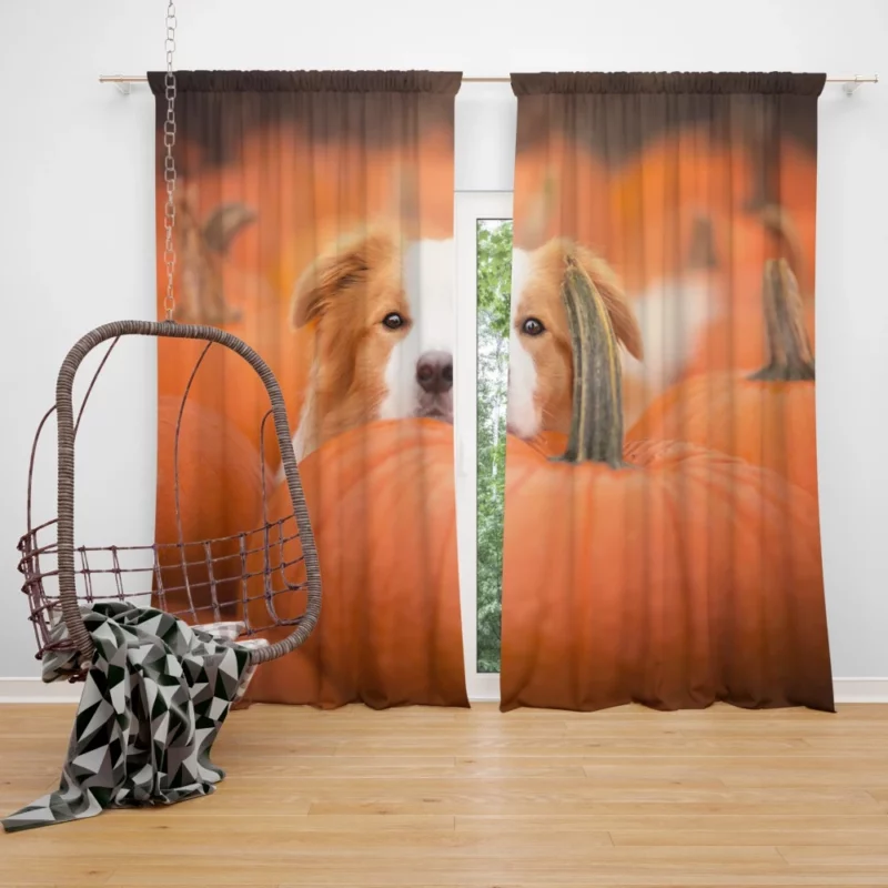 Boston Terrier Autumn Adventure Furry Delight Curtain