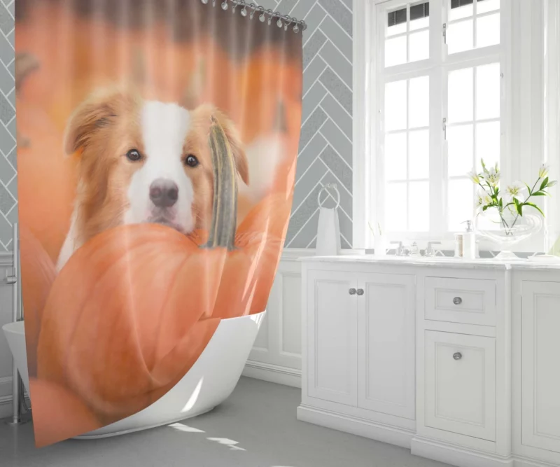 Boston Terrier Autumn Adventure Furry Delight Shower Curtain 1