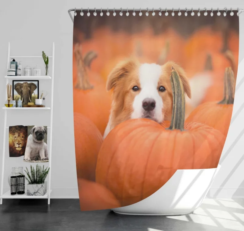 Boston Terrier Autumn Adventure Furry Delight Shower Curtain