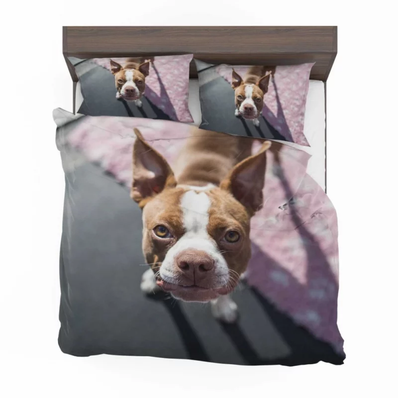 Boston Terrier Distinguished Muzzle Canine Charisma Bedding Set 1