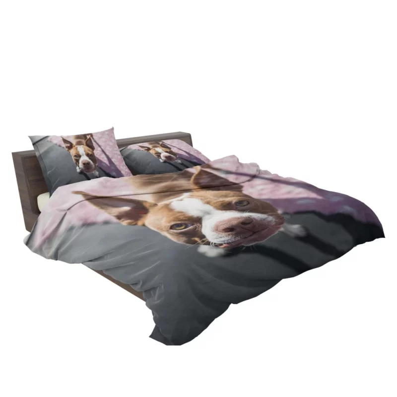 Boston Terrier Distinguished Muzzle Canine Charisma Bedding Set 2