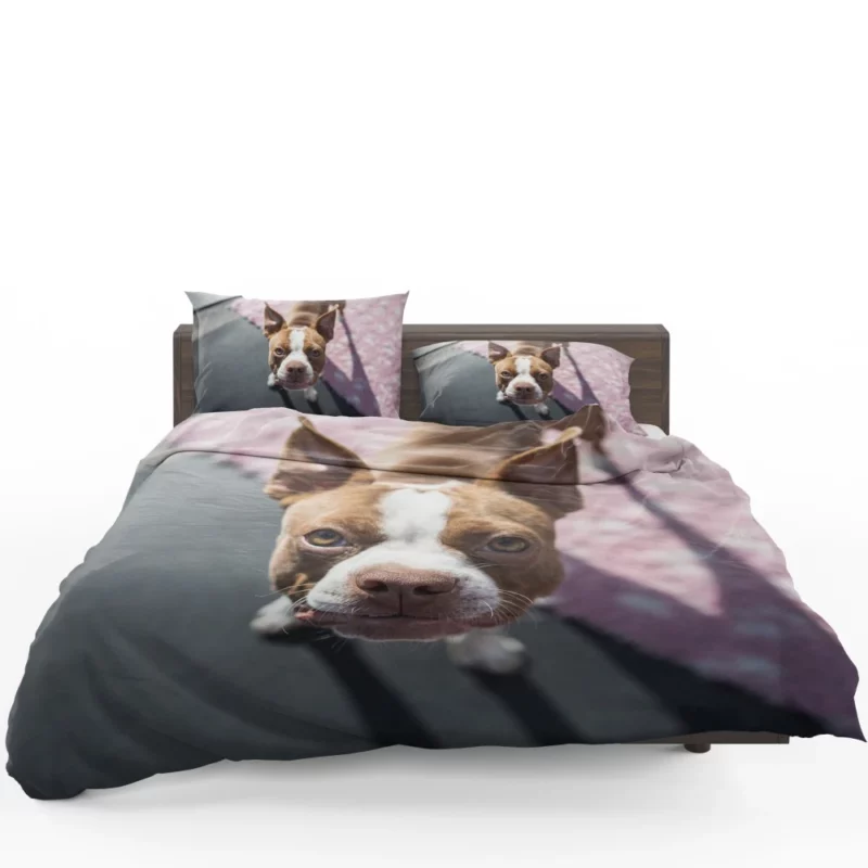 Boston Terrier Distinguished Muzzle Canine Charisma Bedding Set