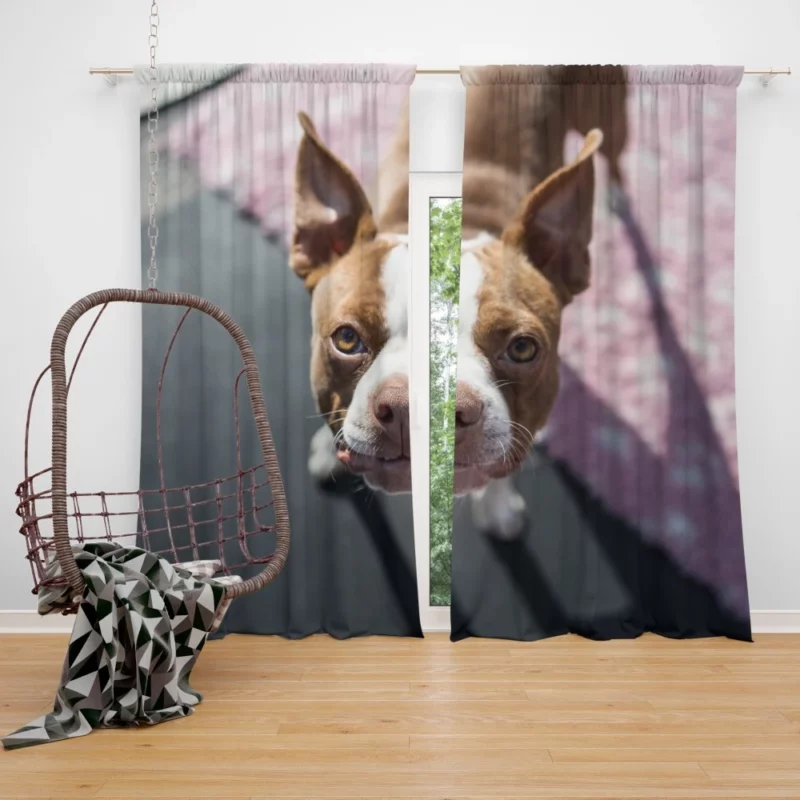 Boston Terrier Distinguished Muzzle Canine Charisma Curtain