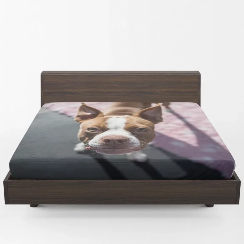 Boston Terrier Distinguished Muzzle Canine Charisma Fitted Sheet