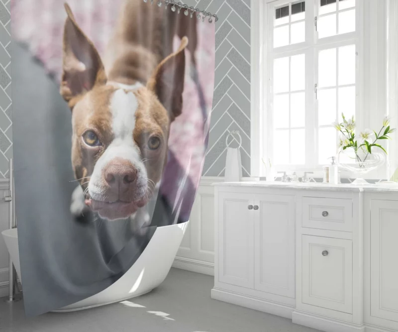 Boston Terrier Distinguished Muzzle Canine Charisma Shower Curtain 1