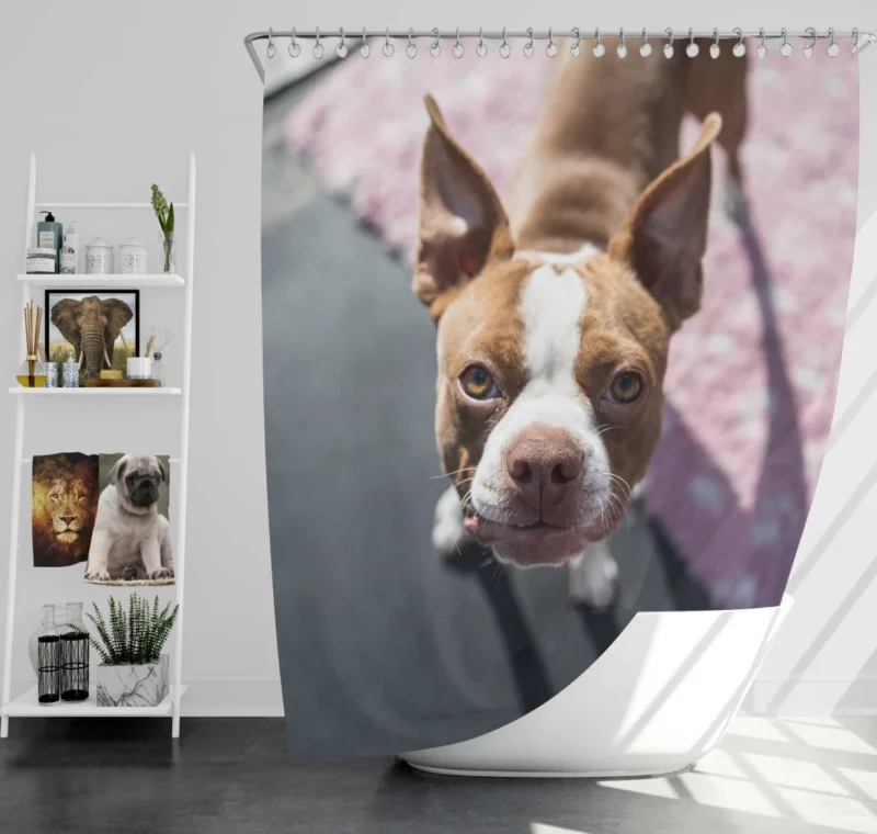 Boston Terrier Distinguished Muzzle Canine Charisma Shower Curtain