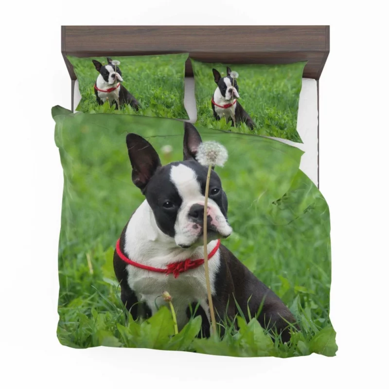 Boston Terrier Playful Spirit Bedding Set 1