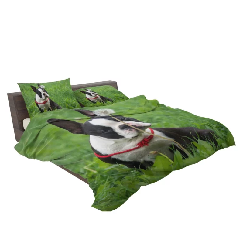 Boston Terrier Playful Spirit Bedding Set 2