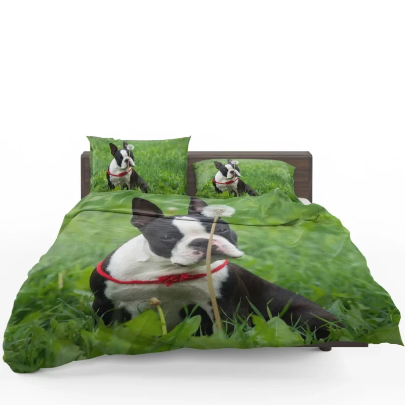 Boston Terrier Playful Spirit Bedding Set