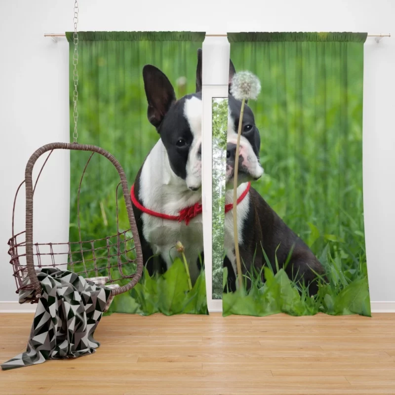 Boston Terrier Playful Spirit Curtain