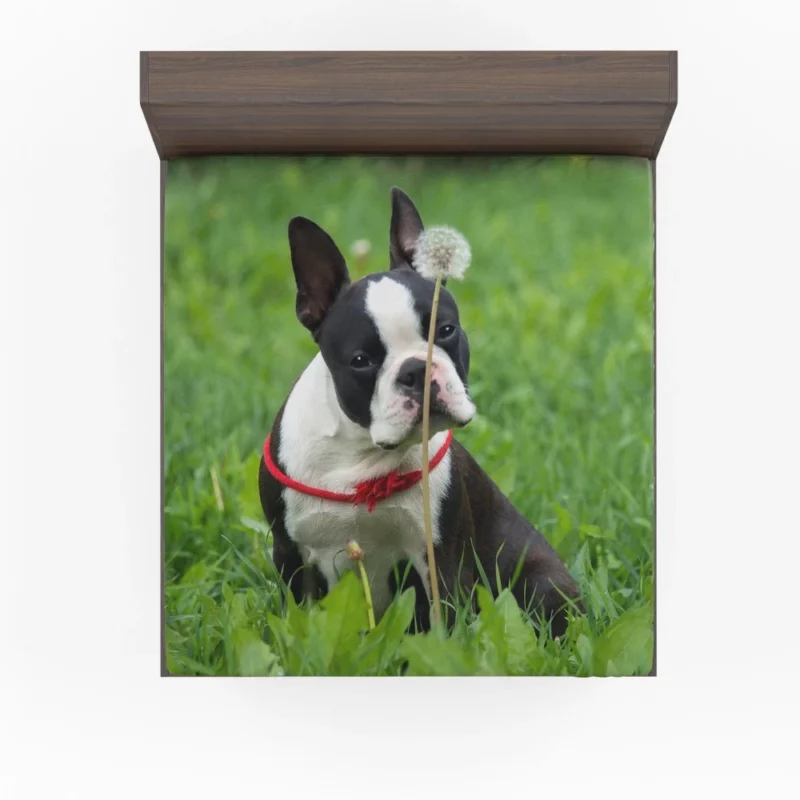 Boston Terrier Playful Spirit Fitted Sheet 1