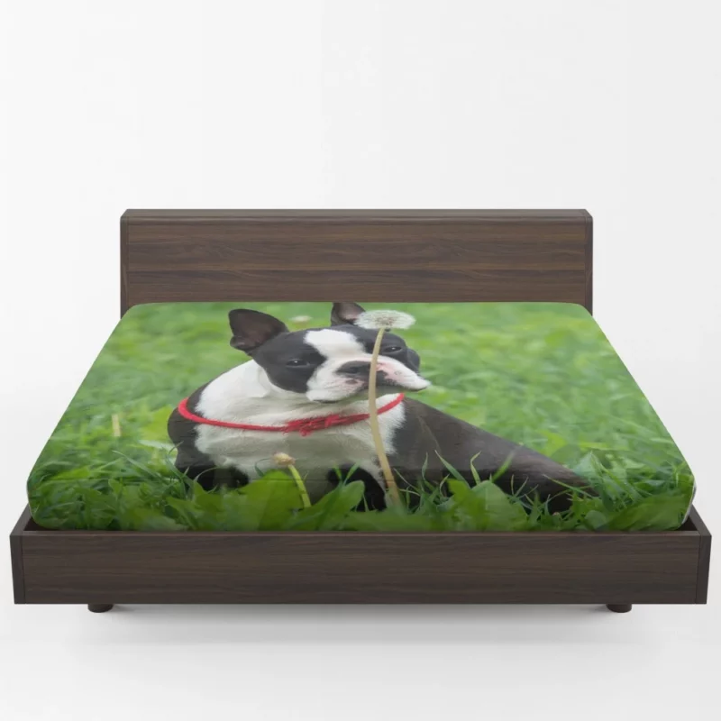 Boston Terrier Playful Spirit Fitted Sheet