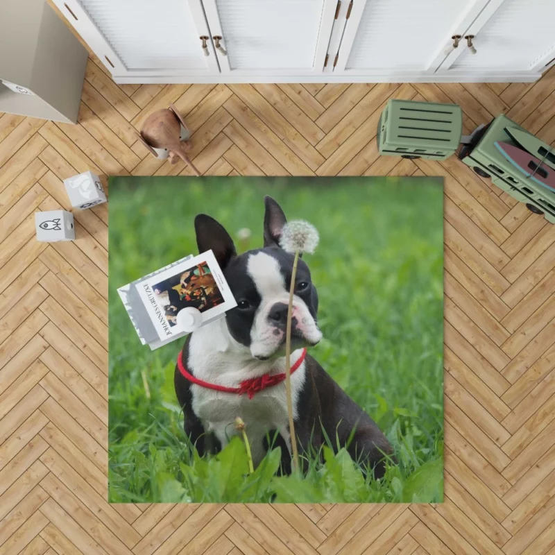 Boston Terrier Playful Spirit Rug