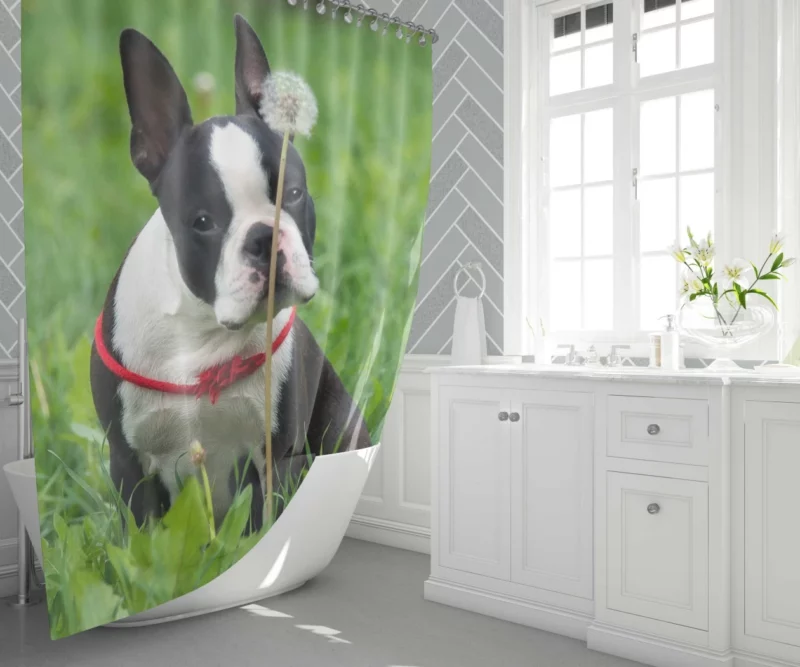 Boston Terrier Playful Spirit Shower Curtain 1