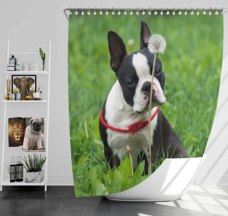 Boston Terrier Playful Spirit Shower Curtain