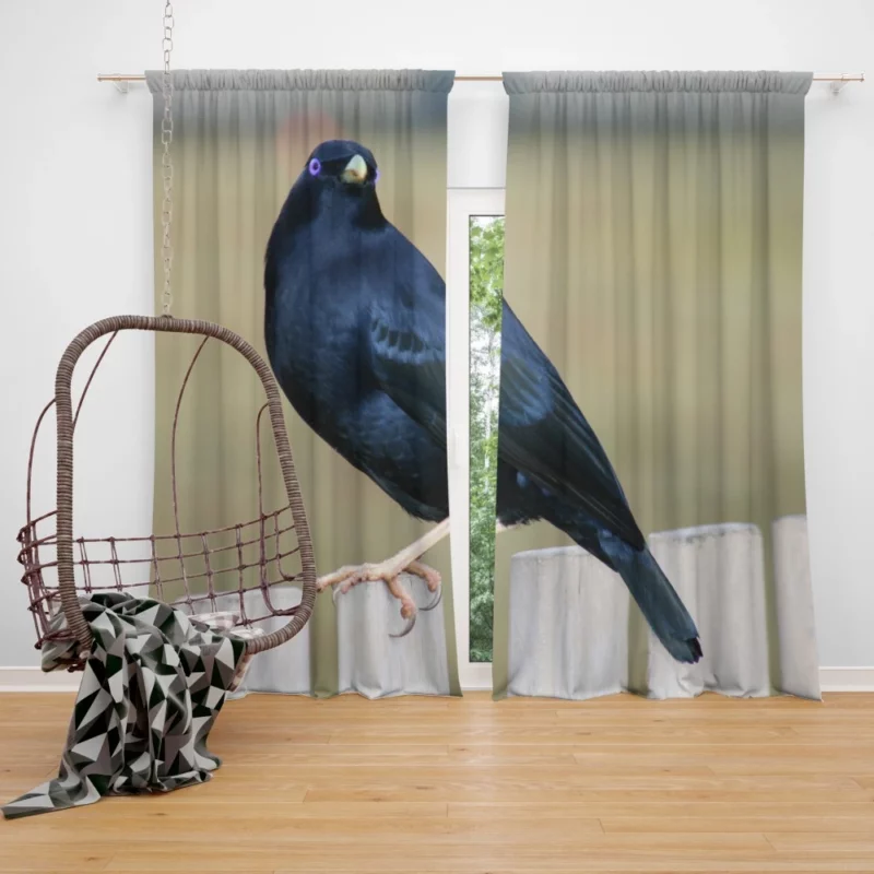 Bowerbird Artful Nest Avian Architect Curtain