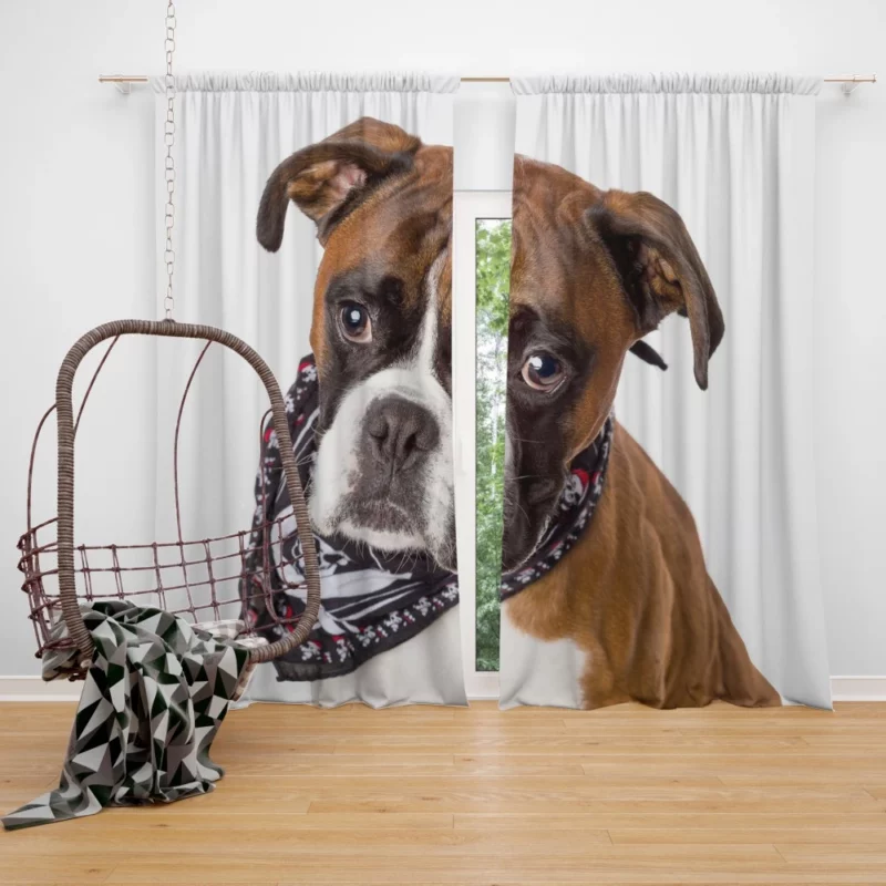 Boxer Energetic Charm Canine Vitality Curtain