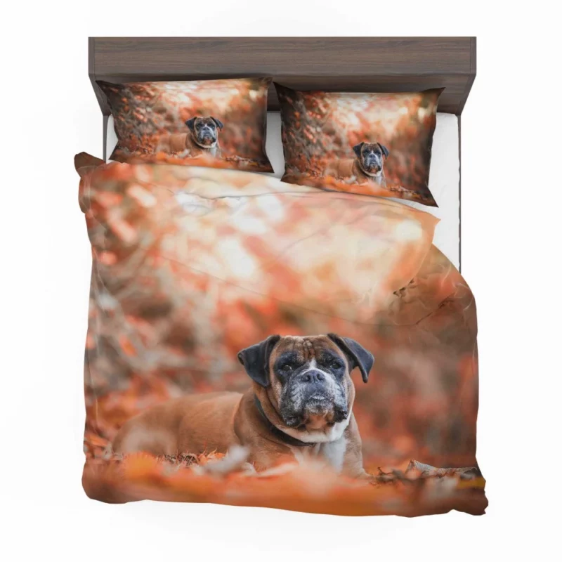 Boxer Enigmatic Stare Canine Wonder Bedding Set 1