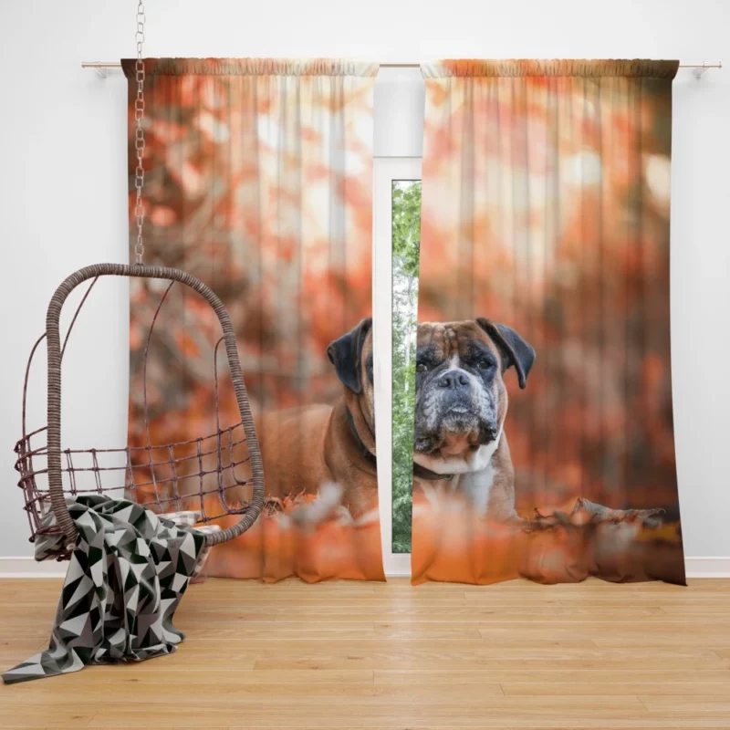 Boxer Enigmatic Stare Canine Wonder Curtain