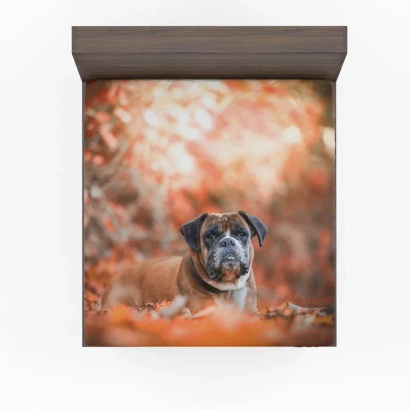 Boxer Enigmatic Stare Canine Wonder Fitted Sheet 1