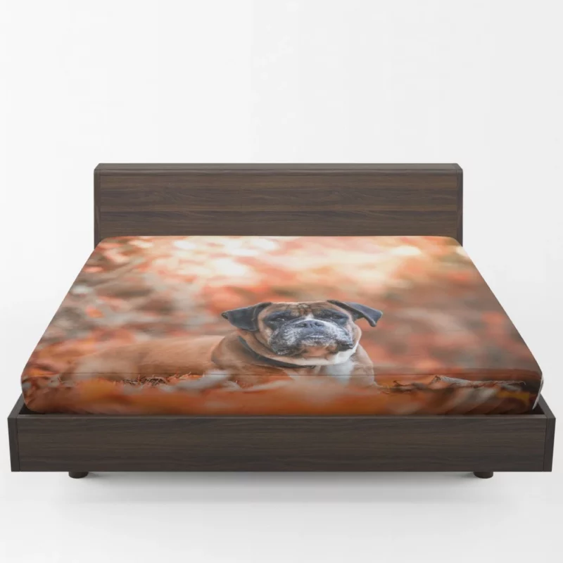 Boxer Enigmatic Stare Canine Wonder Fitted Sheet