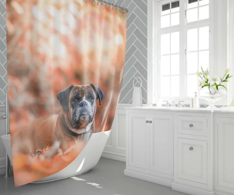 Boxer Enigmatic Stare Canine Wonder Shower Curtain 1